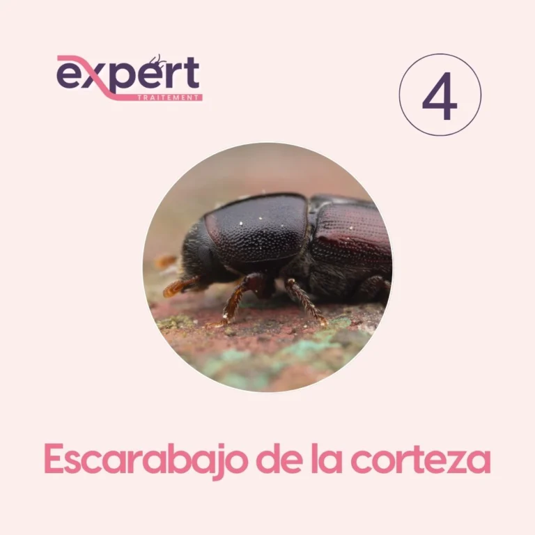 Instagram post from expert_traitement. This post is in position 4.
