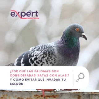 Instagram post from expert_traitement. This post is in position 1.