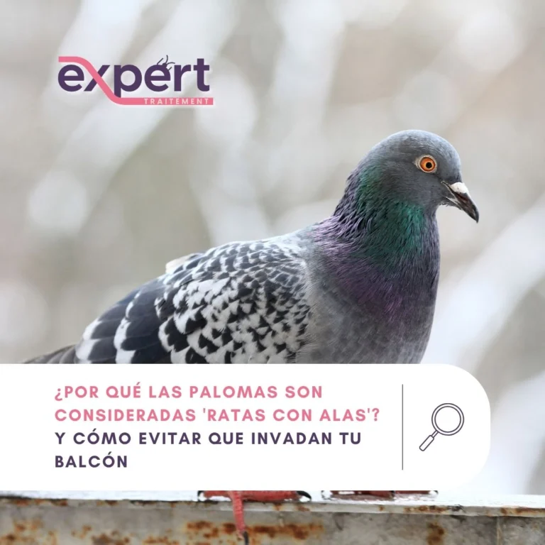 Instagram post from expert_traitement. This post is in position 0.
